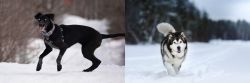 Eurohound vs Siberian Husky - Breed Comparison
