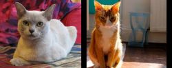 European Burmese vs Chausie - Breed Comparison