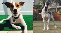 Feist vs Alangu Mastiff - Breed Comparison