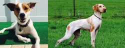 Feist vs Ariege Pointer - Breed Comparison
