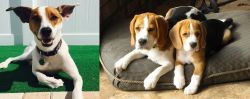Feist vs Beagle - Breed Comparison