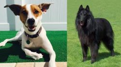Feist vs Belgian Shepherd Dog (Groenendael) - Breed Comparison