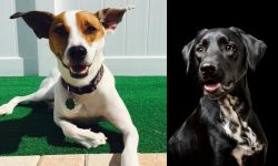 Feist vs Dalmador - Breed Comparison