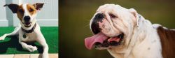 Feist vs English Bulldog - Breed Comparison