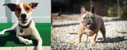 Feist vs French Bulldog - Breed Comparison