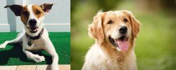 Feist vs Golden Retriever - Breed Comparison