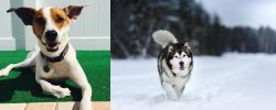 Feist vs Siberian Husky - Breed Comparison