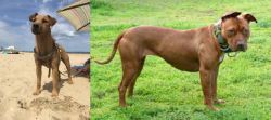 Fell Terrier vs American Pit Bull Terrier - Breed Comparison