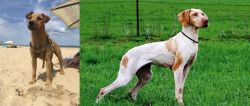 Fell Terrier vs Ariege Pointer - Breed Comparison