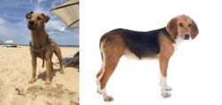 Fell Terrier vs Beagle-Harrier - Breed Comparison