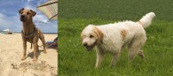 Fell Terrier vs Briquet Griffon Vendeen - Breed Comparison