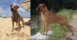 Fell Terrier vs Bullmastiff - Breed Comparison
