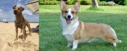 Fell Terrier vs Cardigan Welsh Corgi - Breed Comparison