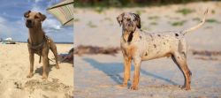 Fell Terrier vs Catahoula Cur - Breed Comparison