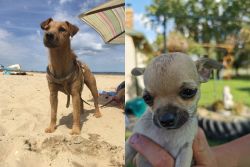 Fell Terrier vs Chihuahua - Breed Comparison