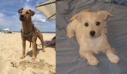 Fell Terrier vs Chipoo - Breed Comparison