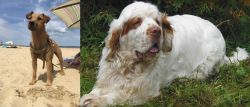 Fell Terrier vs Clumber Spaniel - Breed Comparison