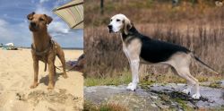 Fell Terrier vs Dunker - Breed Comparison