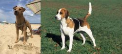 Fell Terrier vs English Foxhound - Breed Comparison