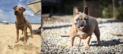Fell Terrier vs French Bulldog - Breed Comparison