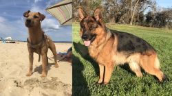 Fell Terrier vs German Shepherd - Breed Comparison