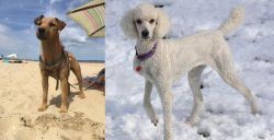 Fell Terrier vs Poodle - Breed Comparison