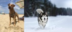 Fell Terrier vs Siberian Husky - Breed Comparison