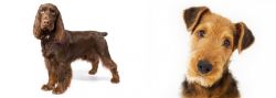Field Spaniel vs Airedale Terrier - Breed Comparison