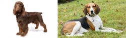 Field Spaniel vs American English Coonhound - Breed Comparison