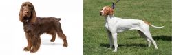 Field Spaniel vs Braque Saint-Germain - Breed Comparison