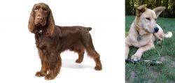 Field Spaniel vs Carolina Dog - Breed Comparison