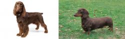 Field Spaniel vs Dachshund - Breed Comparison