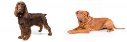 Field Spaniel vs Dogue De Bordeaux - Breed Comparison
