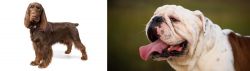 Field Spaniel vs English Bulldog - Breed Comparison