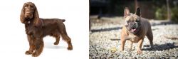 Field Spaniel vs French Bulldog - Breed Comparison