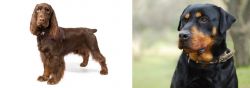 Field Spaniel vs Rottweiler - Breed Comparison