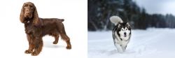 Field Spaniel vs Siberian Husky - Breed Comparison