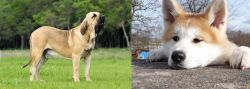 Fila Brasileiro vs Akita - Breed Comparison