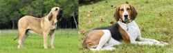 Fila Brasileiro vs American English Coonhound - Breed Comparison