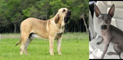 Fila Brasileiro vs American Hairless Terrier - Breed Comparison
