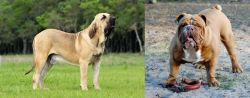 Fila Brasileiro vs Australian Bulldog - Breed Comparison
