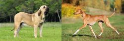 Fila Brasileiro vs Azawakh - Breed Comparison