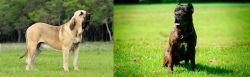Fila Brasileiro vs Bandog - Breed Comparison