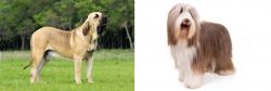 Fila Brasileiro vs Bearded Collie - Breed Comparison