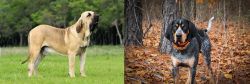 Fila Brasileiro vs Bluetick Coonhound - Breed Comparison