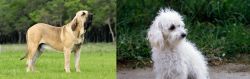 Fila Brasileiro vs Bolognese - Breed Comparison