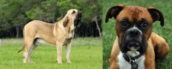 Fila Brasileiro vs Boxer - Breed Comparison