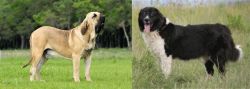 Fila Brasileiro vs Bulgarian Shepherd - Breed Comparison