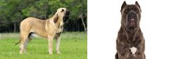 Fila Brasileiro vs Cane Corso - Breed Comparison
