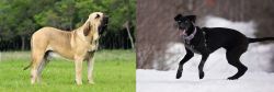 Fila Brasileiro vs Eurohound - Breed Comparison